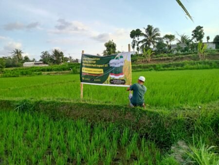 Aplikasi BIOTOP dan asam humat meningkatkan hasil panen.