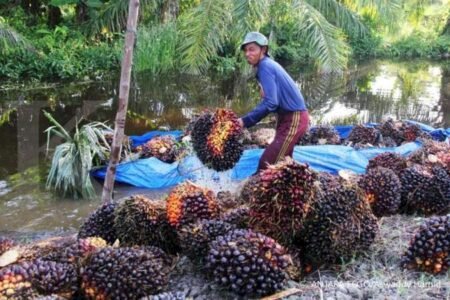 Petani kelapa sawit perlu pendampingan