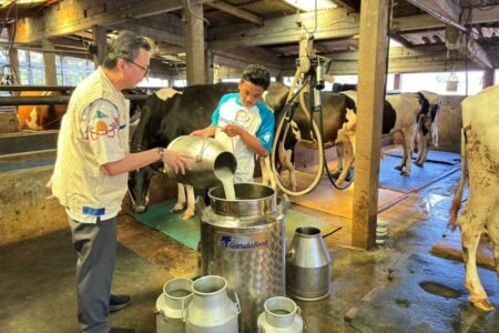 susu hasil peternak sapi lokal harus diserap industri.