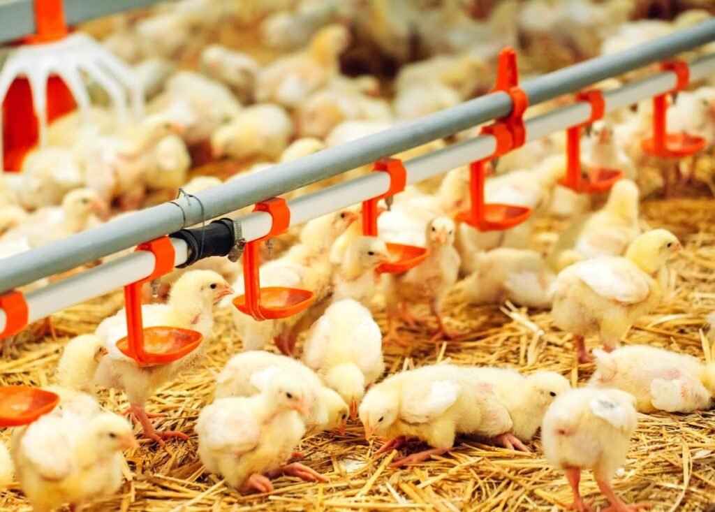 Industri Perunggasan Memasuki Lorong Ketidakpastian Baru