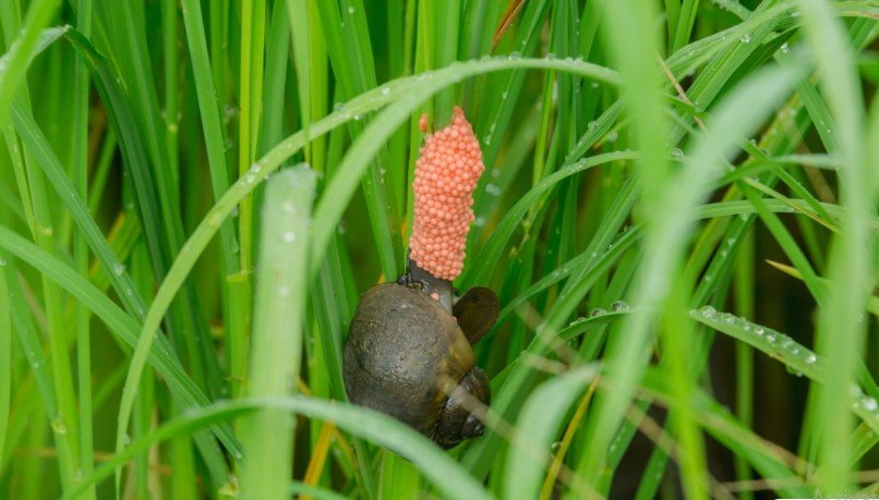 Ini Cara Praktis Mencegah Penyebaran Keong Mas mencegah keong mas di sawah