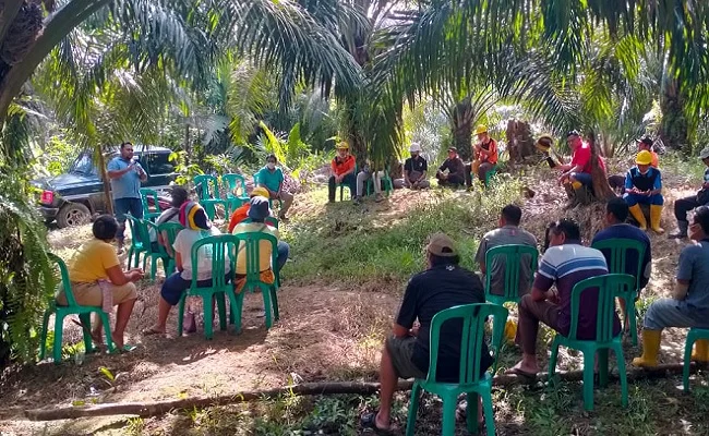 Koperasi Petani Sawit Didorong Jadi Pemilik Pabrik CPO Koperasi petani sawit